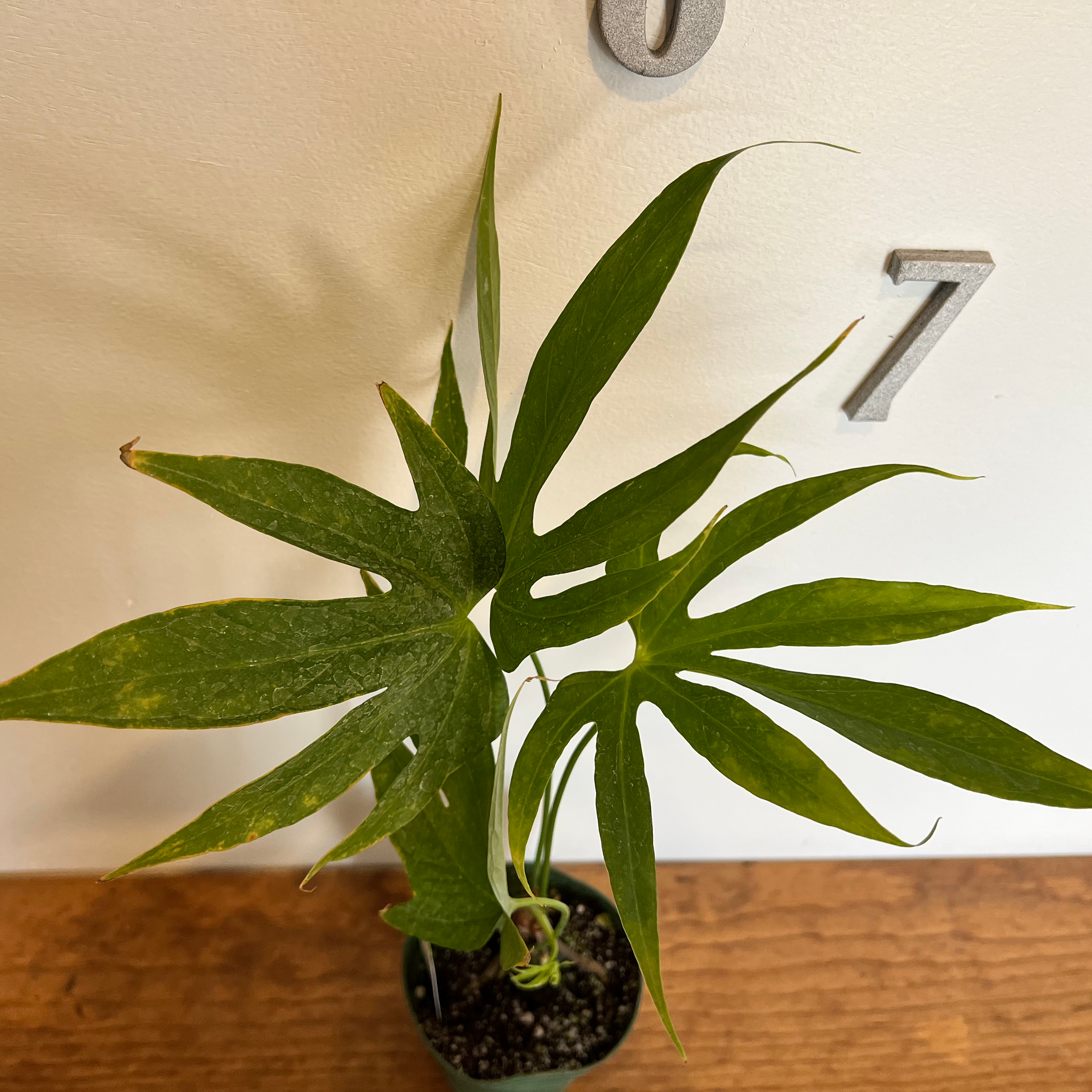 Anthurium Fingers plant with green, elongated leaves in a pot on a wooden surface.