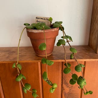Peperomia 'Hope' plant in Madison, Wisconsin