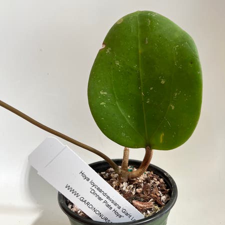 Photo of the plant species Dinner-plate hoya by Norahrose named Hoya loyceandrewsiana on Greg, the plant care app