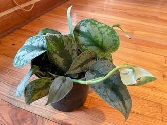 Silver Satin Pothos plant in Madison, Wisconsin