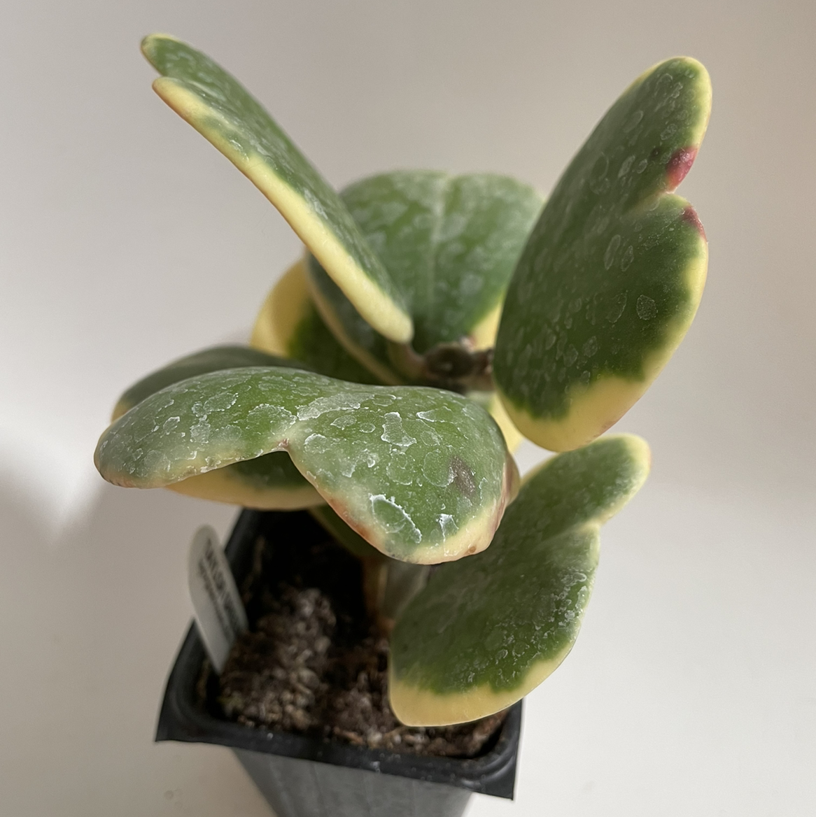 Variegated Heart Leaf Hoya plant with variegated leaves and white spots, potted in soil.