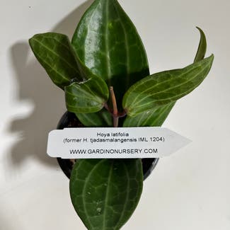 Hoya Latifolia plant in Madison, Wisconsin