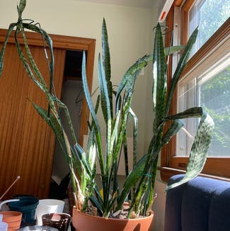 Snake Plant plant in Madison, Wisconsin