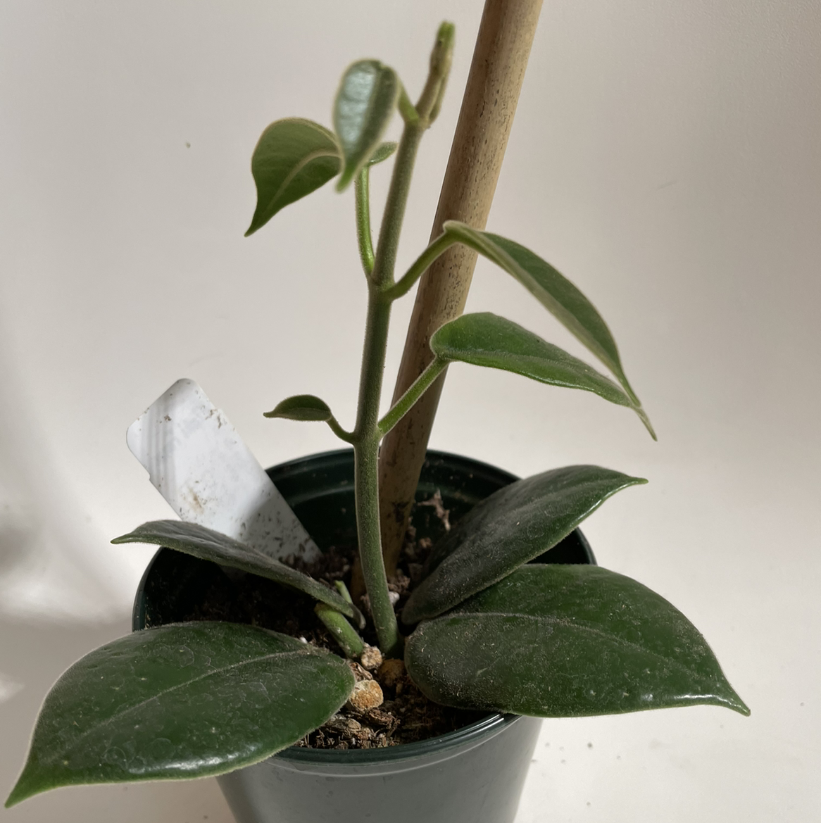 Photo of the plant species Hoya 'Optimistic' by @norahrose named Hoya optimistic on Greg, the plant care app