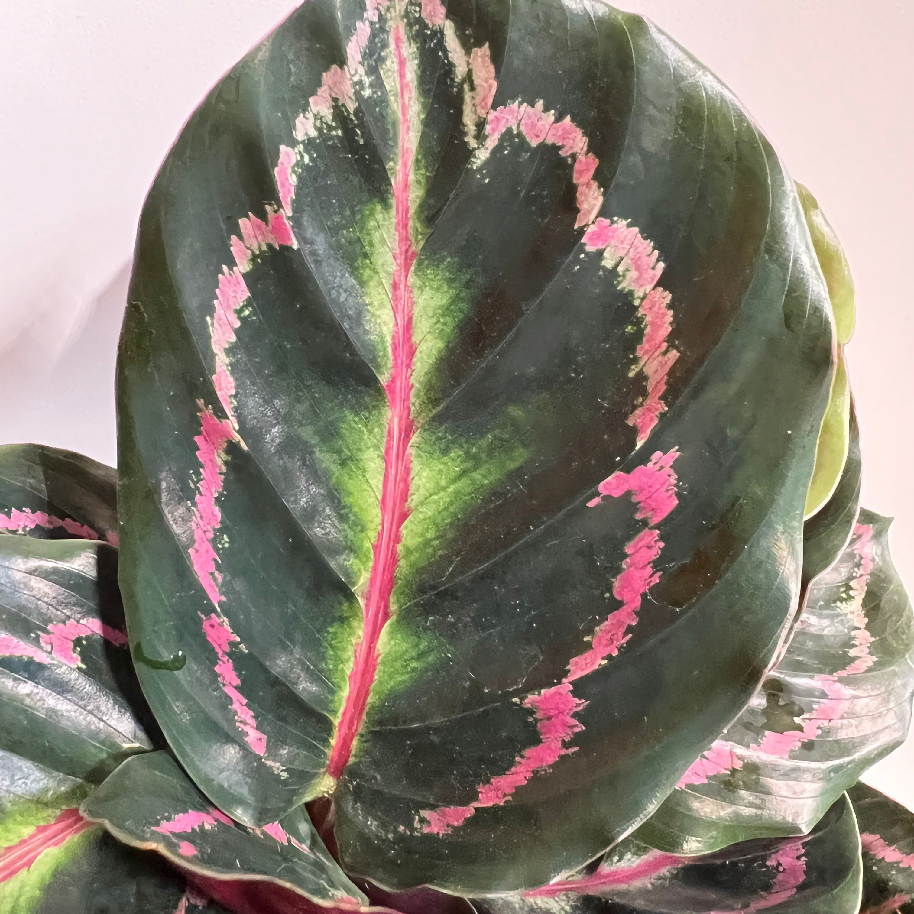 Photo of the plant species Calathea Illustris by @norahrose named Calathea illustris on Greg, the plant care app