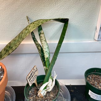 Snake Plant plant in Madison, Wisconsin