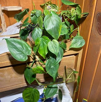 Heartleaf Philodendron plant in Madison, Wisconsin