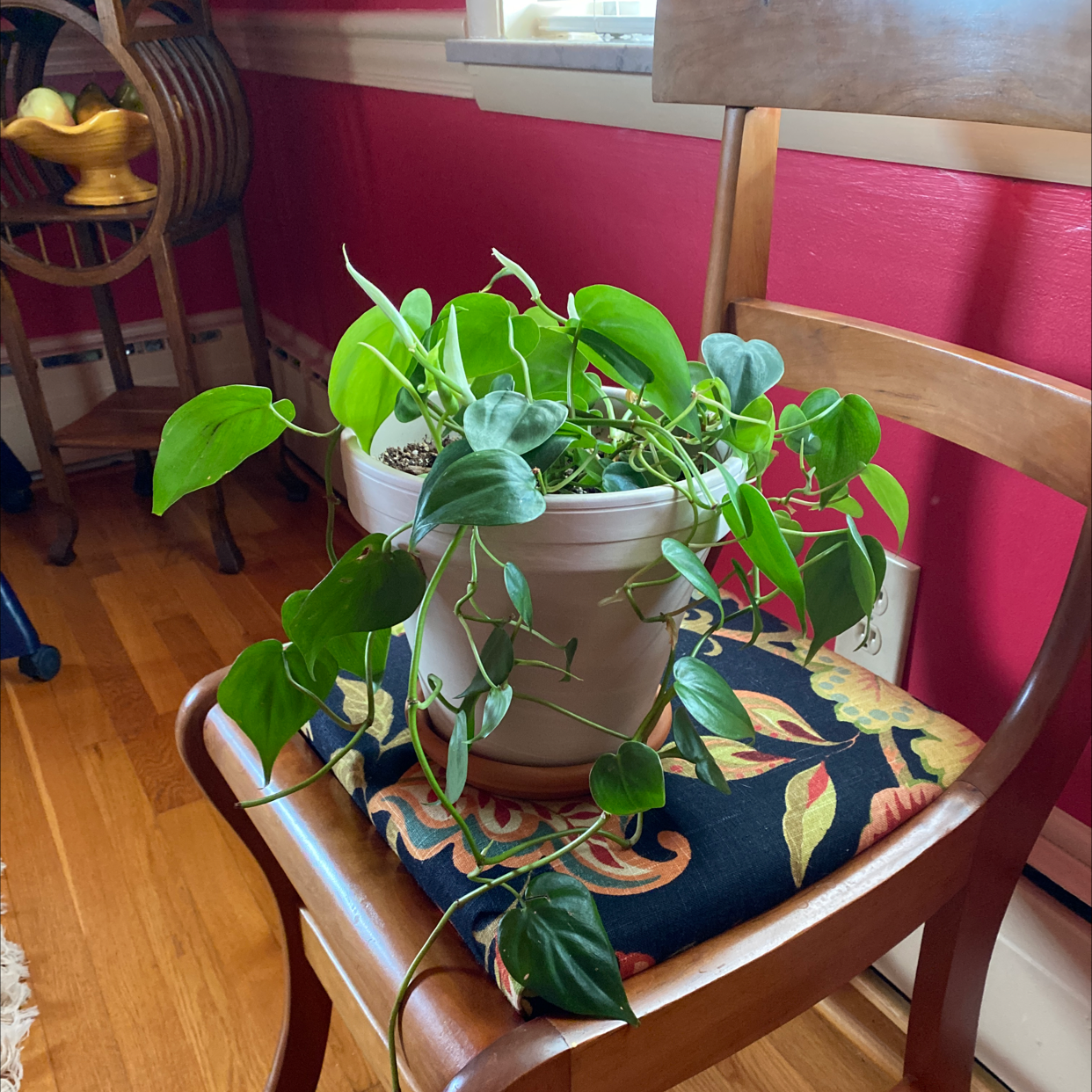 Philodendron Scandens plant photo by @giariley named philodendron on Greg, the plant care app.