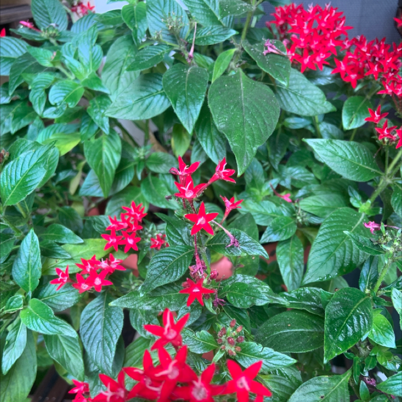 Egyptian Starcluster plant with vibrant green leaves and red star-shaped flowers.