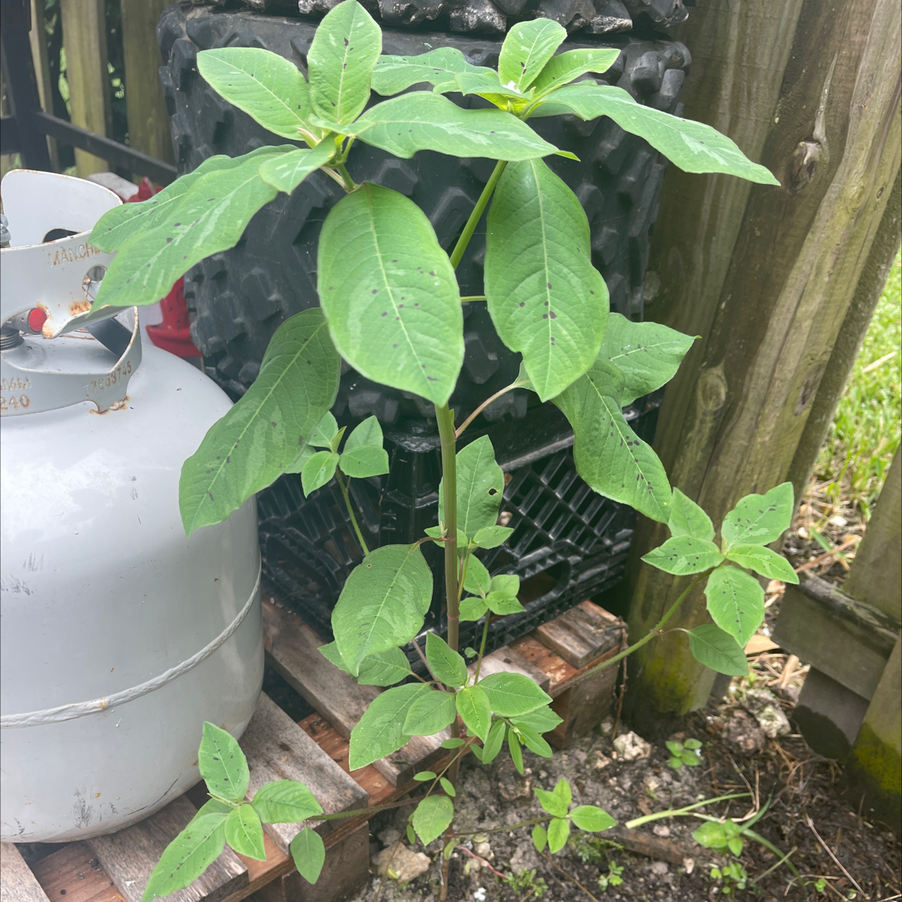 American Pokeweed plant with broad green leaves growing outdoors next to a propane tank.