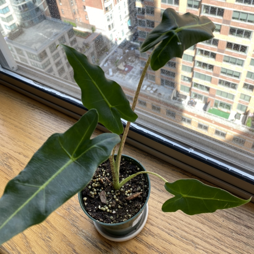 Alocasia 'Sarian' plant in a pot on a windowsill with visible soil and healthy green leaves.