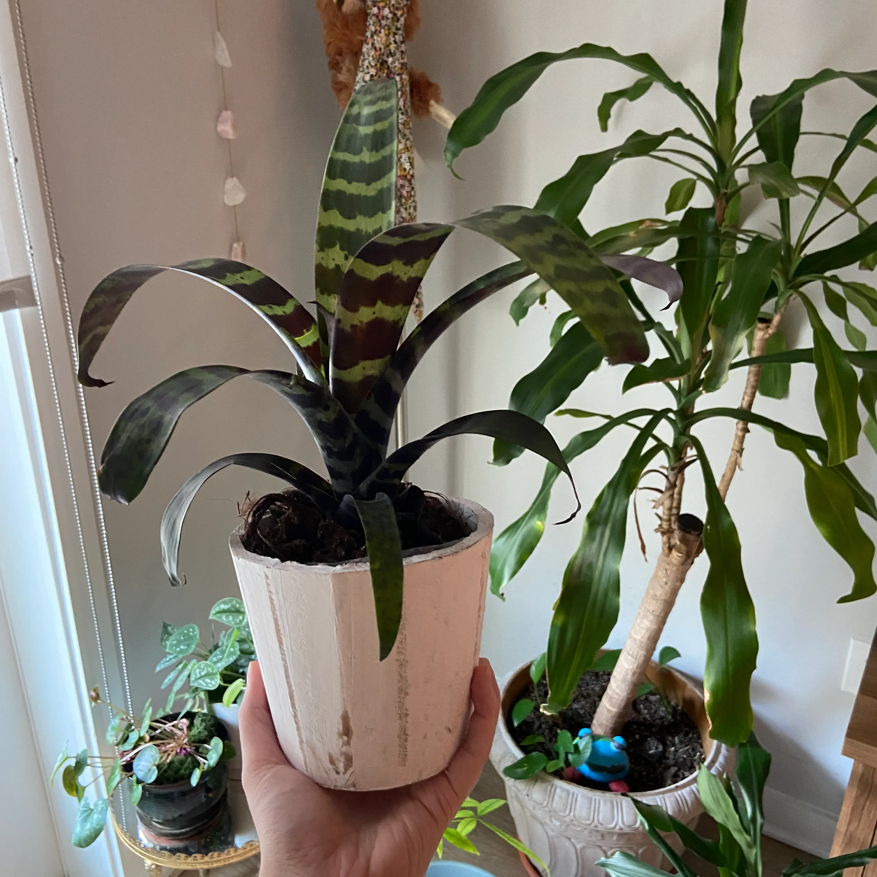 Flaming Sword Bromeliad in a white pot, held by a hand, with other plants in the background.