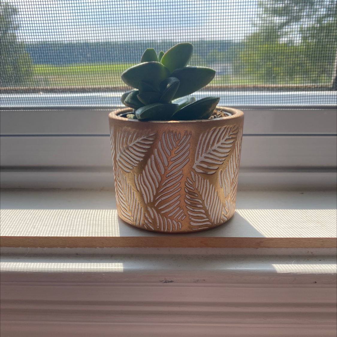 Crassula 'Springtime' plant in a decorative pot on a windowsill.