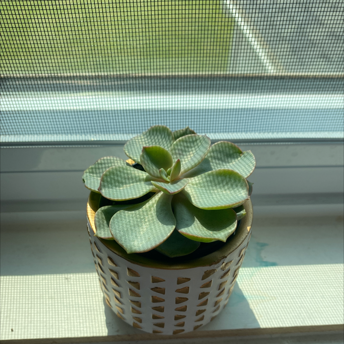Chalk Dudleya plant in a pot on a windowsill, healthy and green.