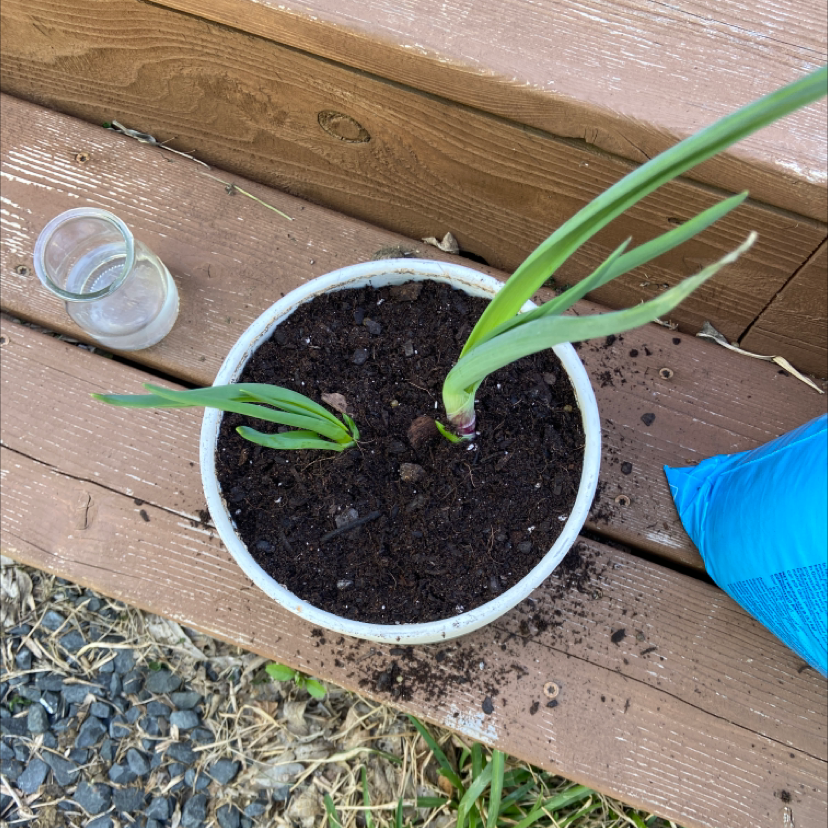 Potted Globe Onion plant with green leaves and visible soil.