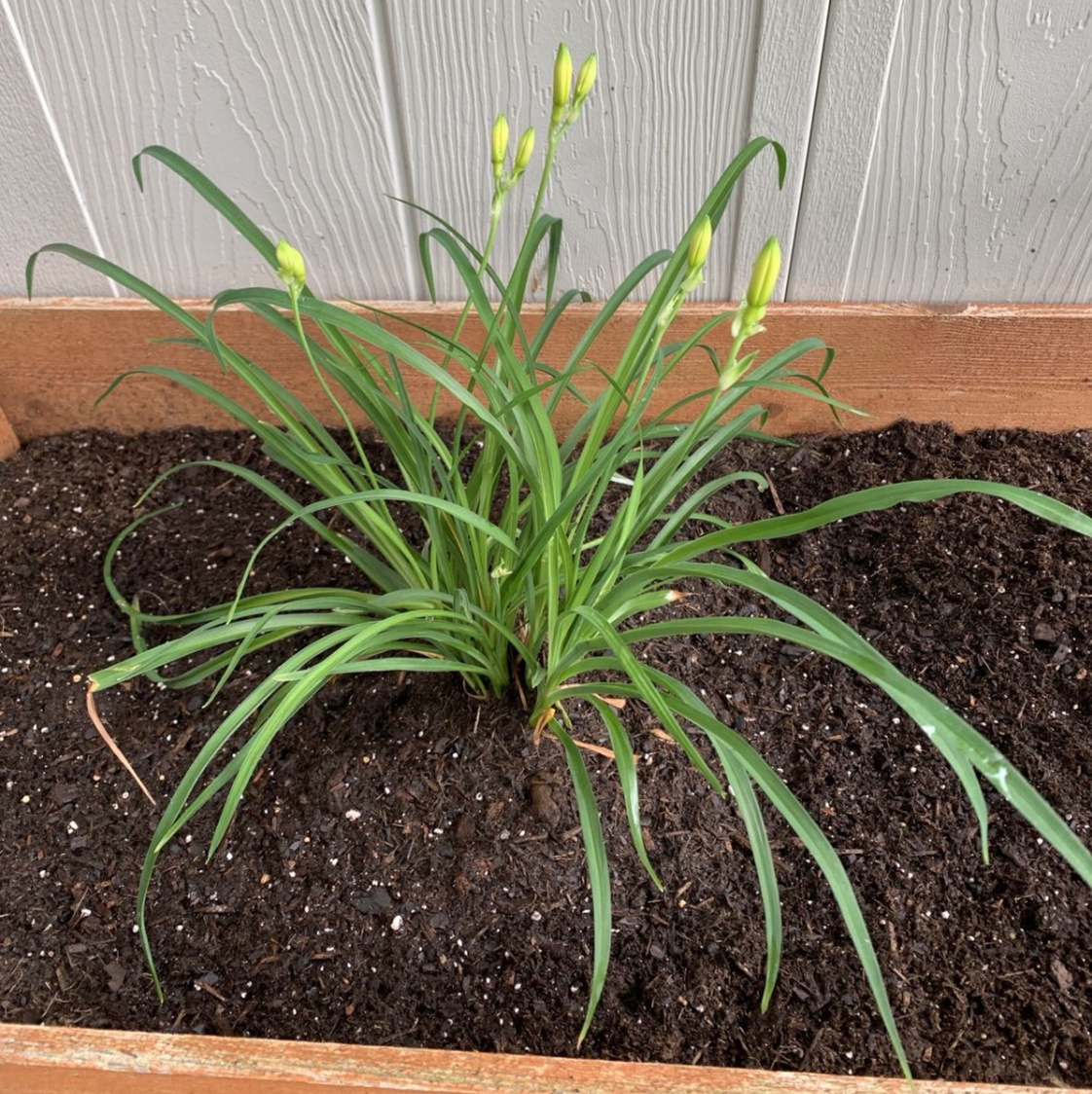 Orange Daylily plant in a planter box with healthy green leaves and flower buds.