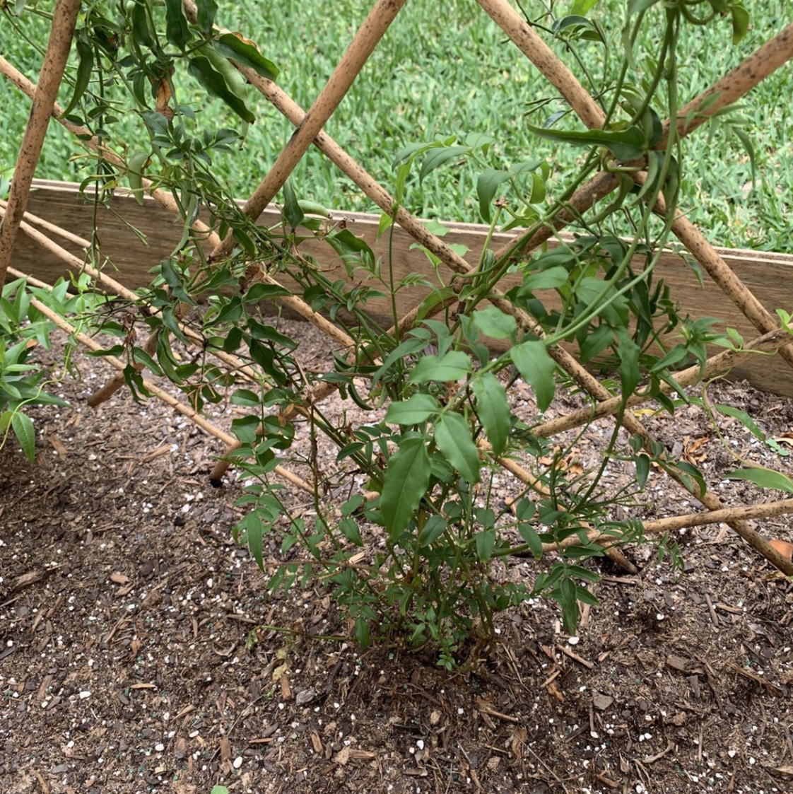 White Jasmine plant growing on a trellis with visible soil and green leaves.