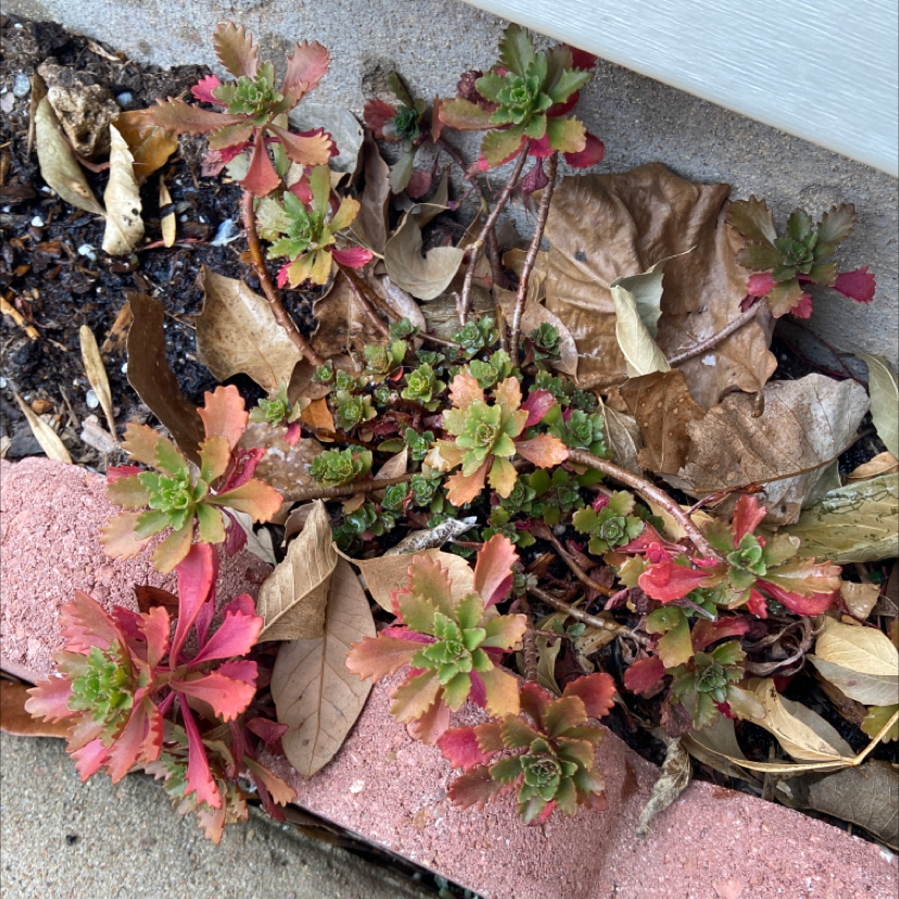 Close-up of healthy Showy Stonecrop succulent plant in fall colors of red and purple, growing in a concrete planter outdoors.