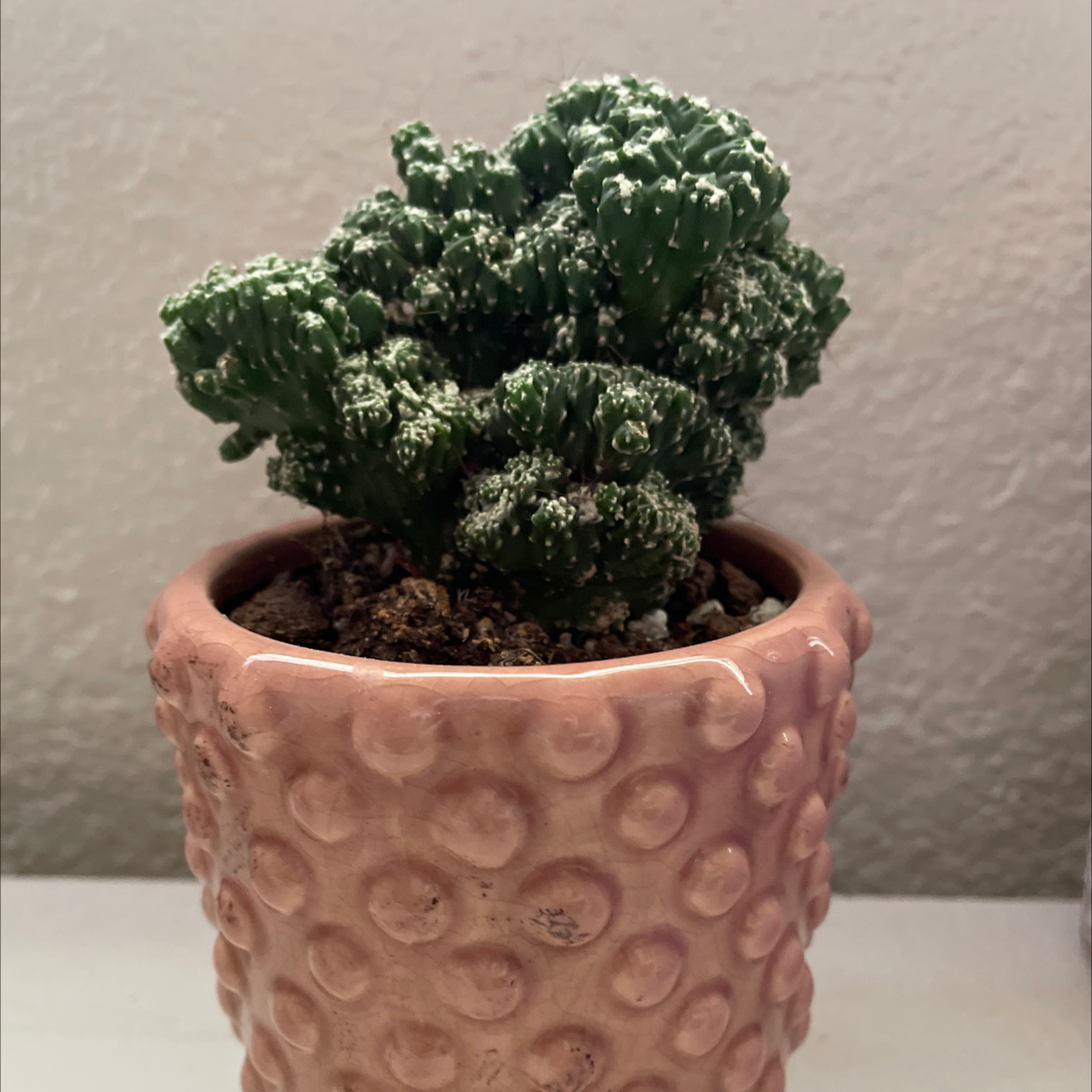 Peruvian Apple Cactus plant photo by Laura named Kale on Greg, the plant care app.
