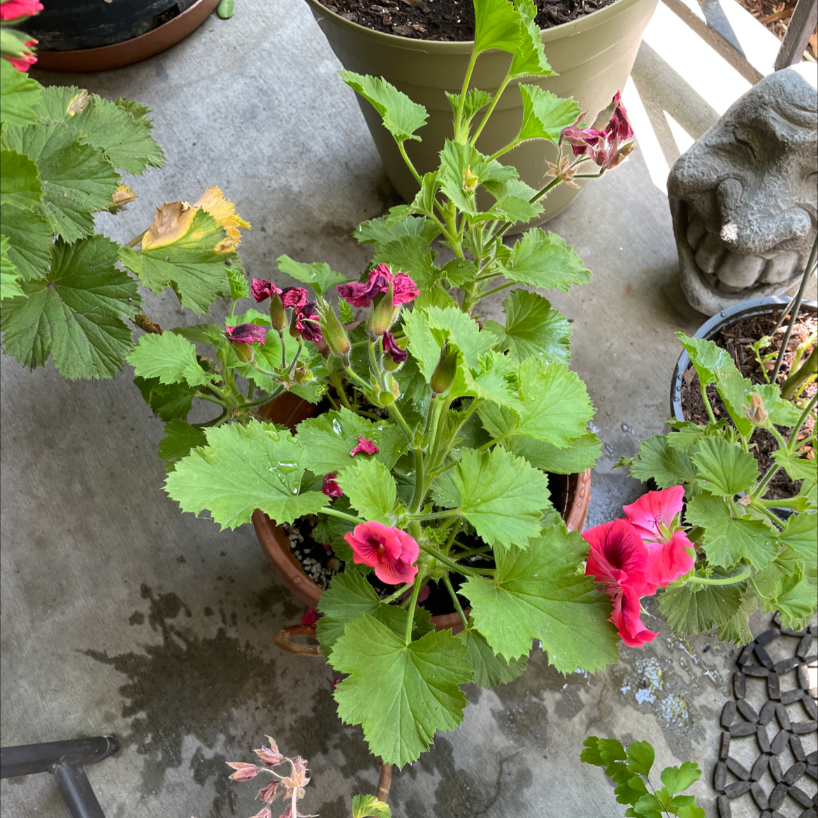 Photo of the plant species Muškát by Alison named Billy on Greg, the plant care app
