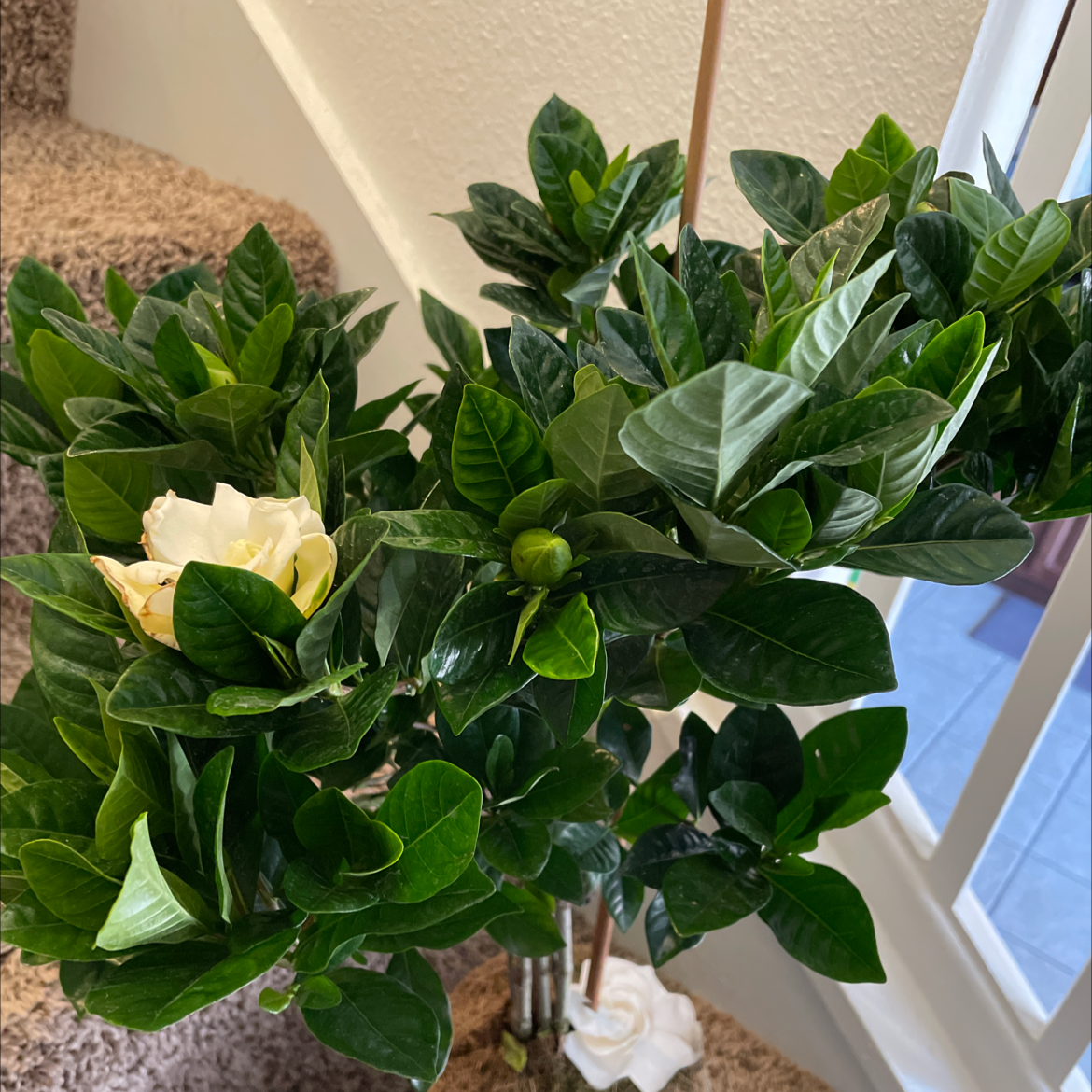 Cape Jasmine plant with lush green leaves and a white flower, appearing healthy.