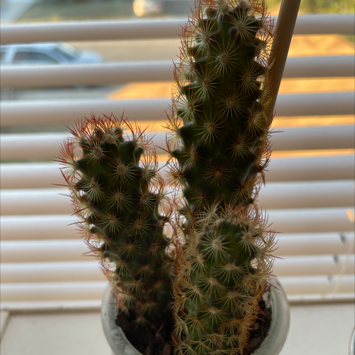 Tall potted lace hedgehog cactus with dense white spines, appearing healthy and thriving on a sunlit windowsill.