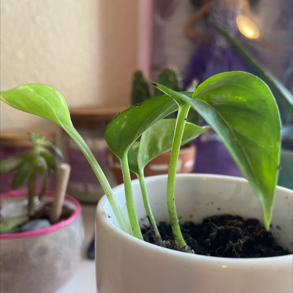 Healthy potted Chinese Taro plant with large, glossy green heart-shaped leaves in a home setting.