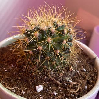 Golden Barrel Cactus plant in Somewhere on Earth
