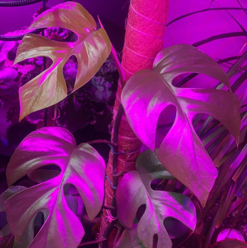 Mini Monstera plant photo by @malekahussein named Sonora on Greg, the plant care app.