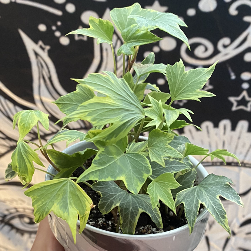 English Ivy plant photo by @malekahussein named Harold on Greg, the plant care app.