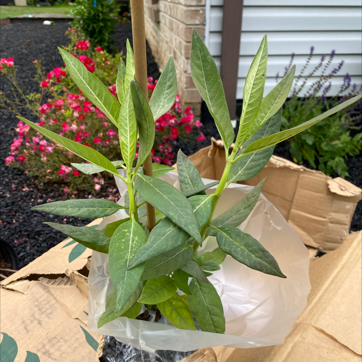 Tropical Milkweed plant with green leaves, no visible signs of disease.