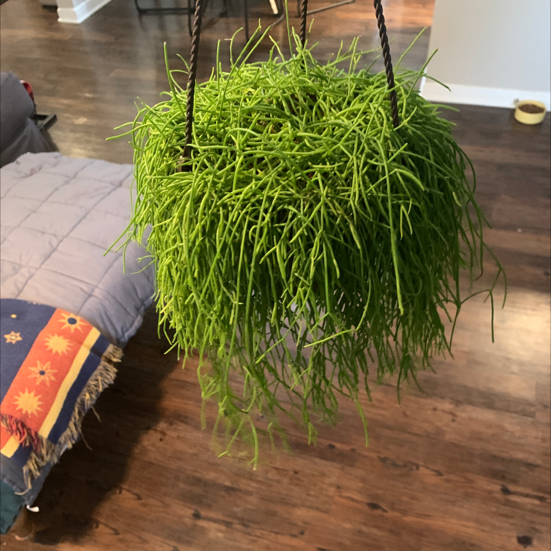 Hanging Mistletoe Cactus with long, thin, green stems in a well-lit room.