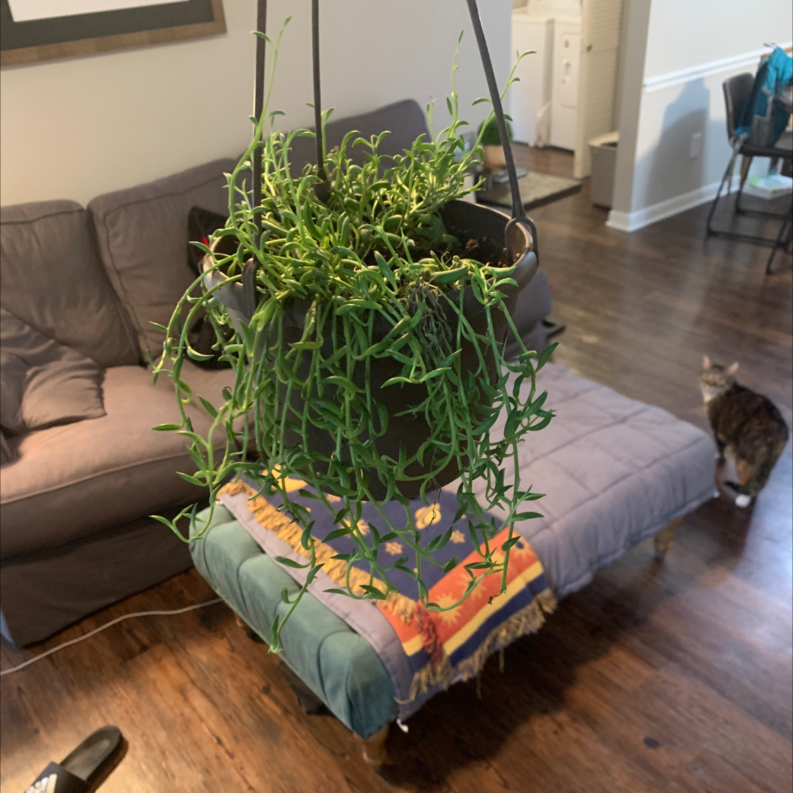 Hanging String of Dolphins plant in a living room setting.