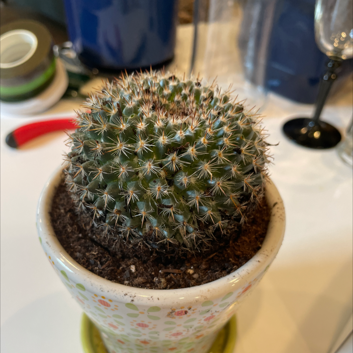 Potted Old Lady Cactus with white spines in a decorative pot.