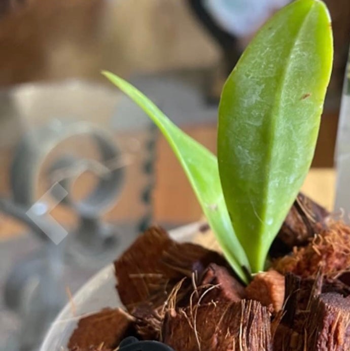 Photo of the plant species Dark Red Spots Orchid by Malgorzata named Vanda Kruchom Orchid on Greg, the plant care app