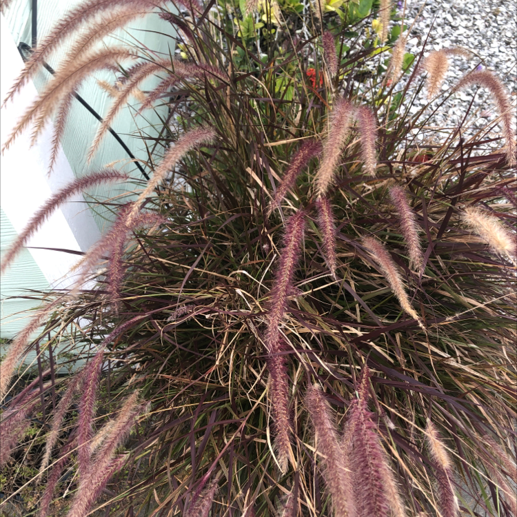 Crimson Fountaingrass plant with feathery plumes, well-framed and in focus.