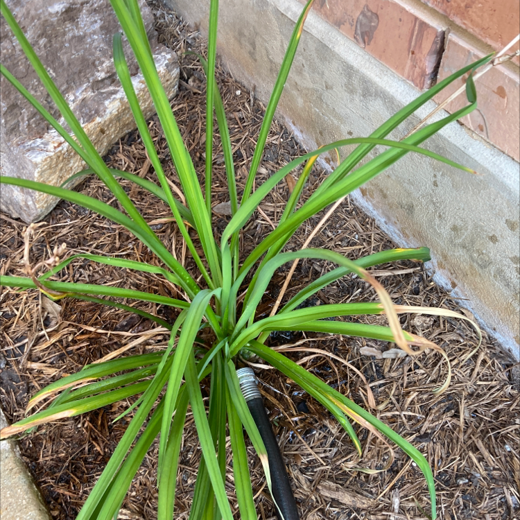 Orange Daylily plant with some browning leaf tips, situated in a mulched area near a brick wall.