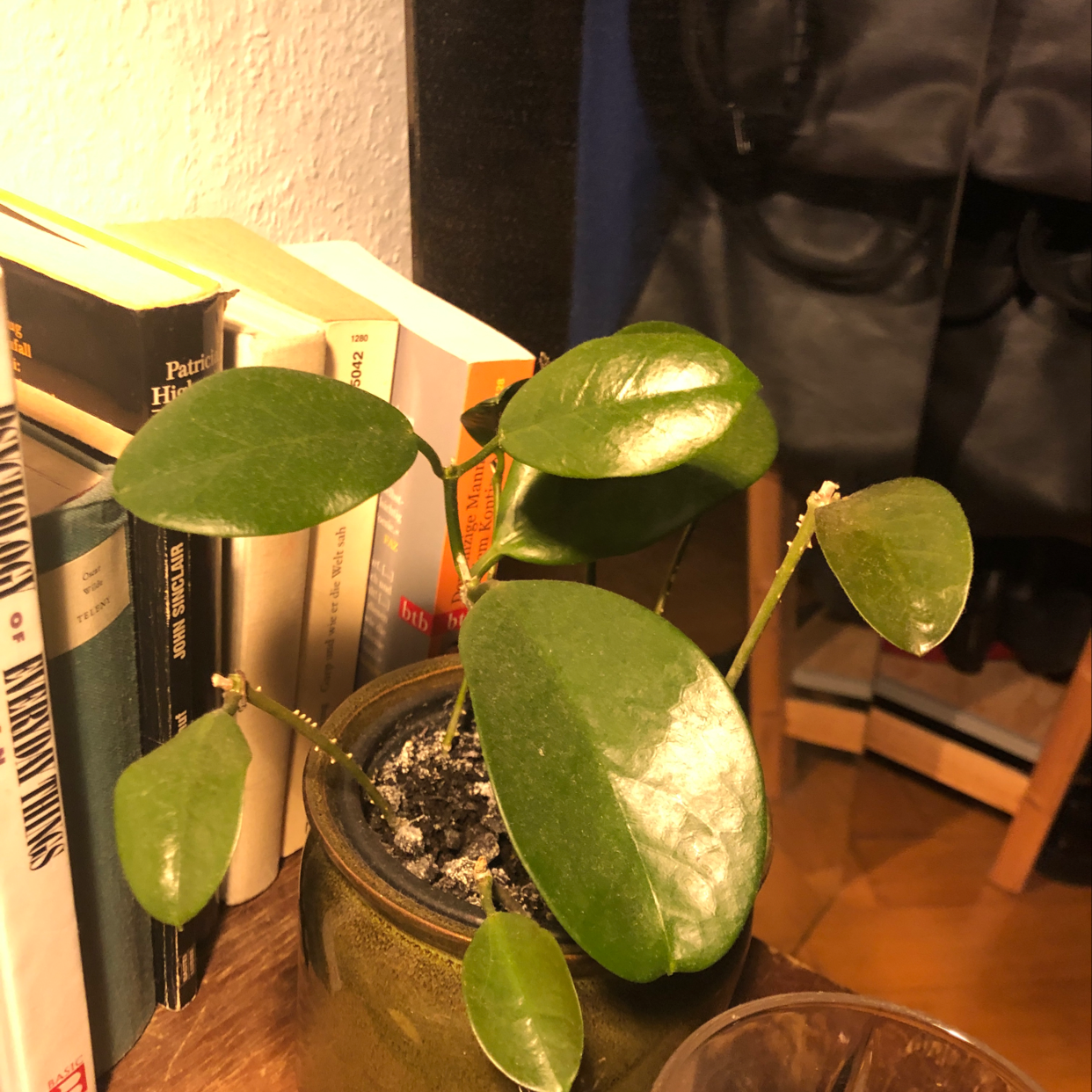 Healthy waxplant with thick, waxy green leaves showing slight yellowing. Potted in soil on wooden surface surrounded by books.