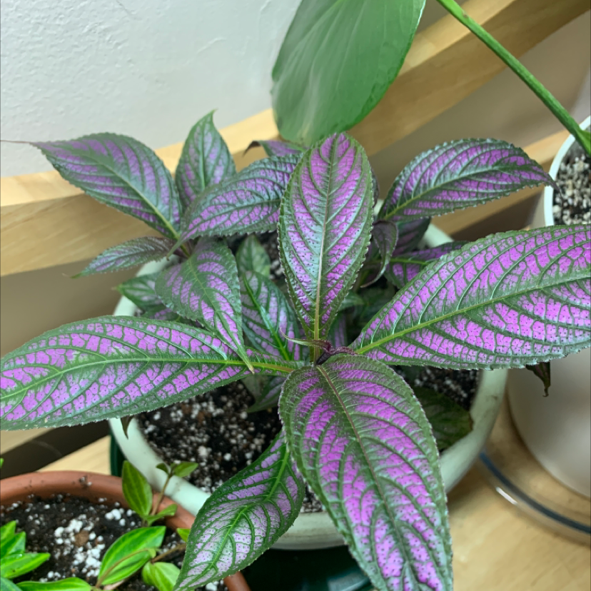 Photo of the plant species Strobilanthes dyerianus by Sunny named ChloroPhil on Greg, the plant care app