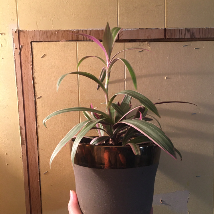 Healthy Moses-in-the-Cradle plant with vibrant green and purple leaves in a brown pot, held by a hand.