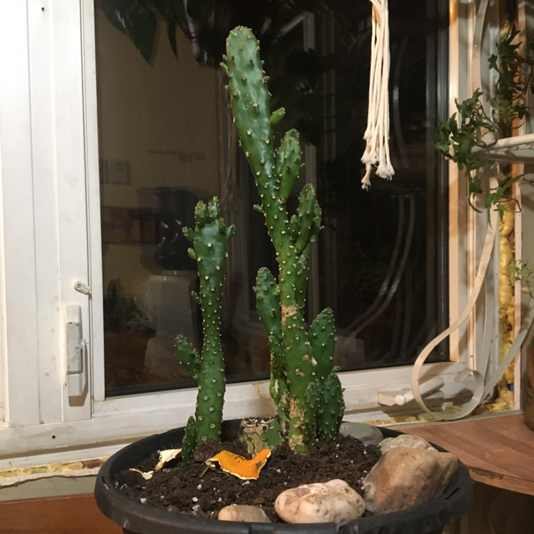 Potted Drooping Prickly Pear cactus indoors near a window with visible soil and decorative rocks.