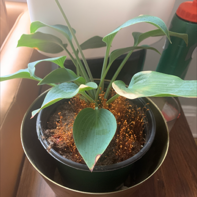 Potted Siebold's Plantain Lily with healthy green leaves and visible soil.