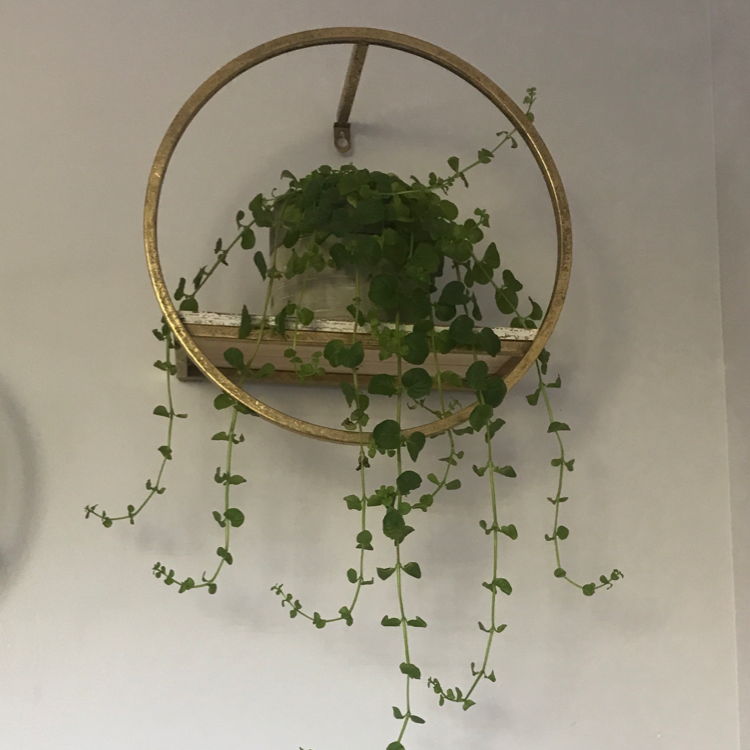 Creeping Jenny plant photo by @london-plant123 named Jenny on Greg, the plant care app.