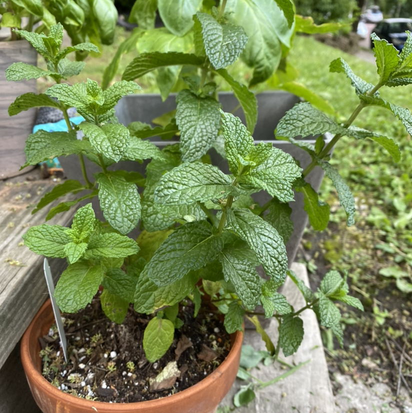 Potted Horse Mint plant with green, textured leaves. Soil is visible.
