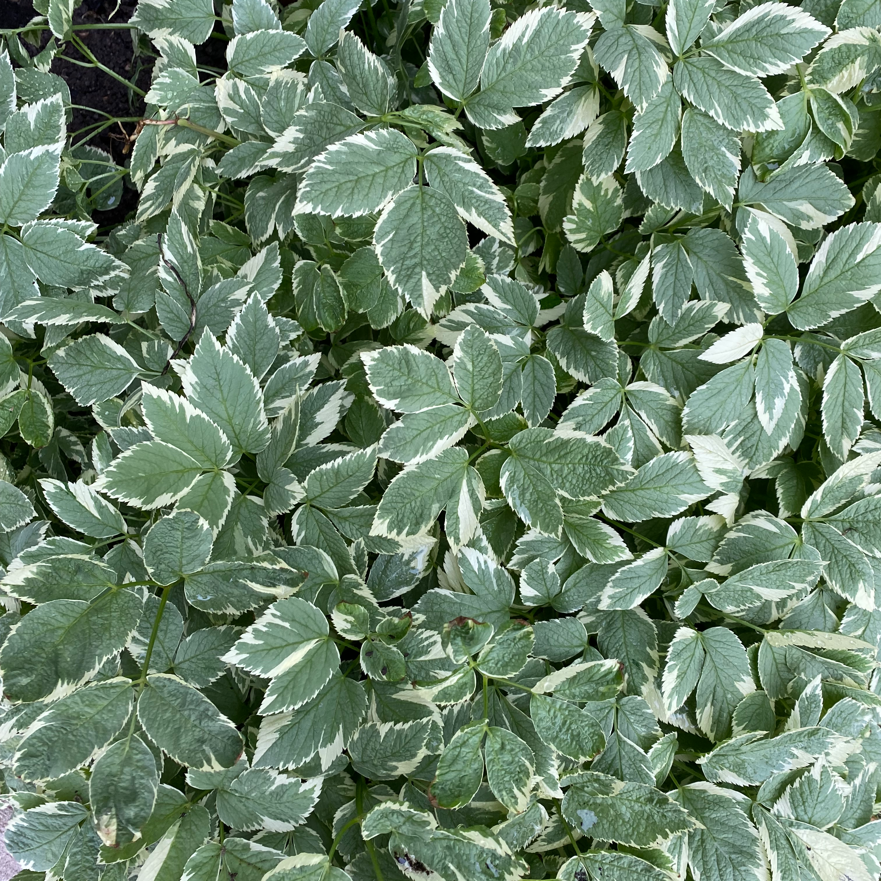 Dense cluster of green leaves with white variegation, characteristic of Bishop's Goutweed.