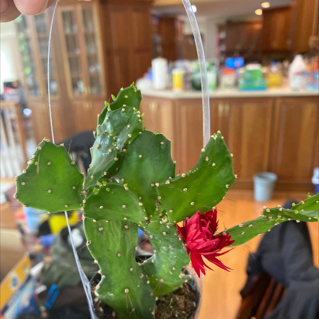 Brazilian Pricklypear plant with green pads and a red flower in an indoor setting.