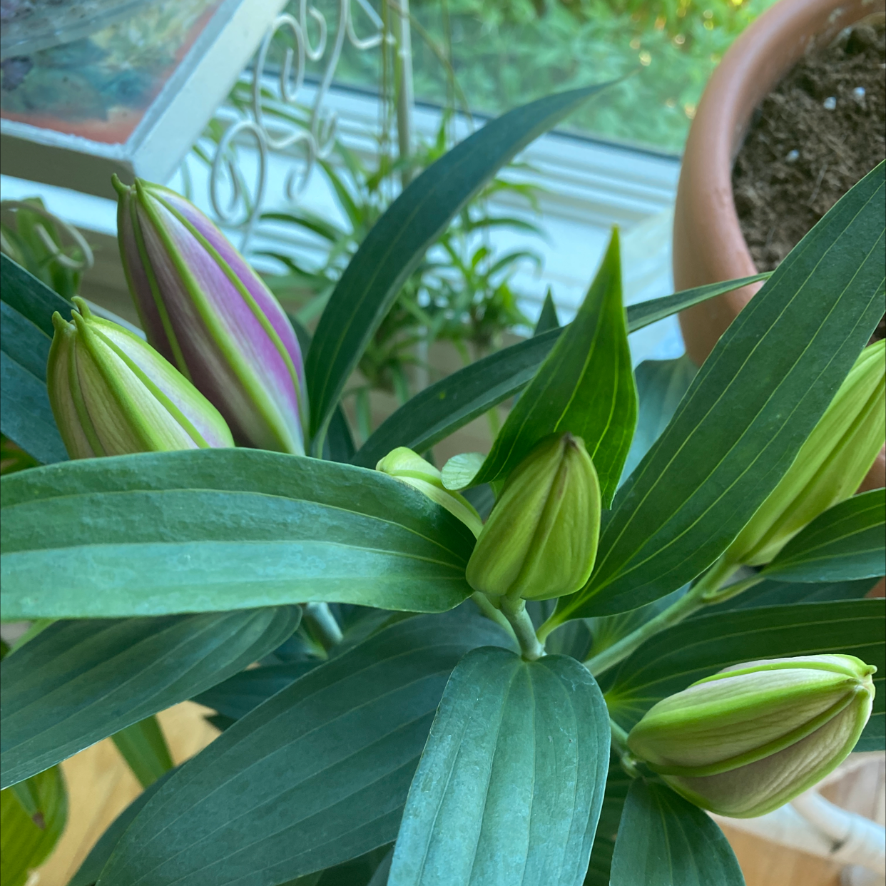 Tiger Lily plant with several unopened flower buds and healthy green leaves.