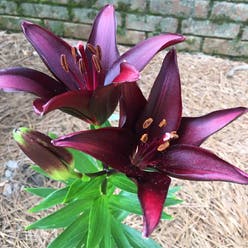 Asiatic Lily plant
