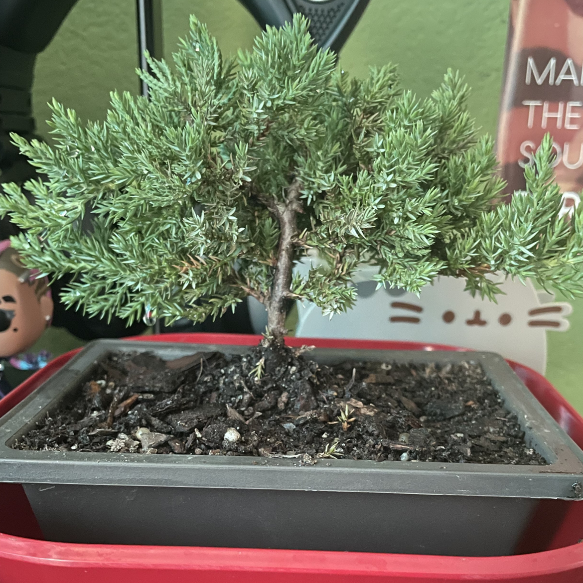 Creeping Juniper plant photo by @RemidnerMe named Olive on Greg, the plant care app.