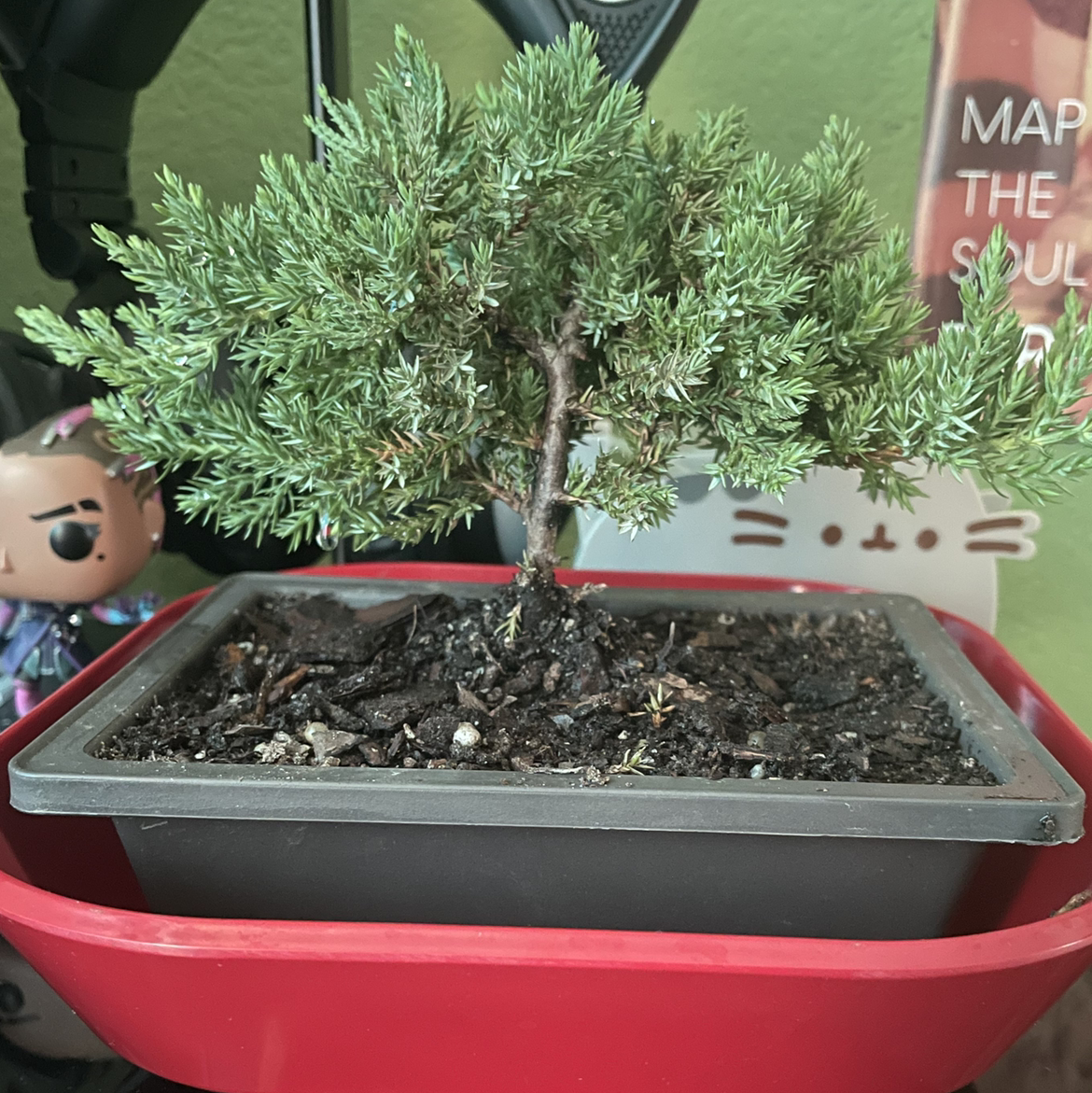 American Juniper plant photo by @RemidnerMe named Olive on Greg, the plant care app.